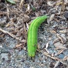 Can someone tell me what kind of caterpillar this is? I found it when I was weeding (and also discovered one last cucumber 😂) – Reddit Post