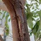 Lemon tree devastated by ants, black spots, dying leaves. What can I do ? – Reddit Post