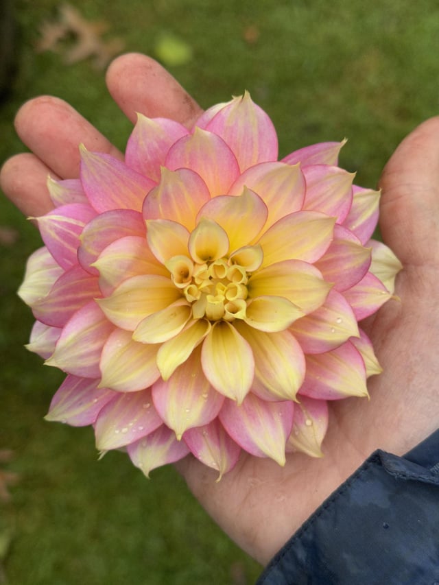 Dahlia Fairytale – Reddit Post