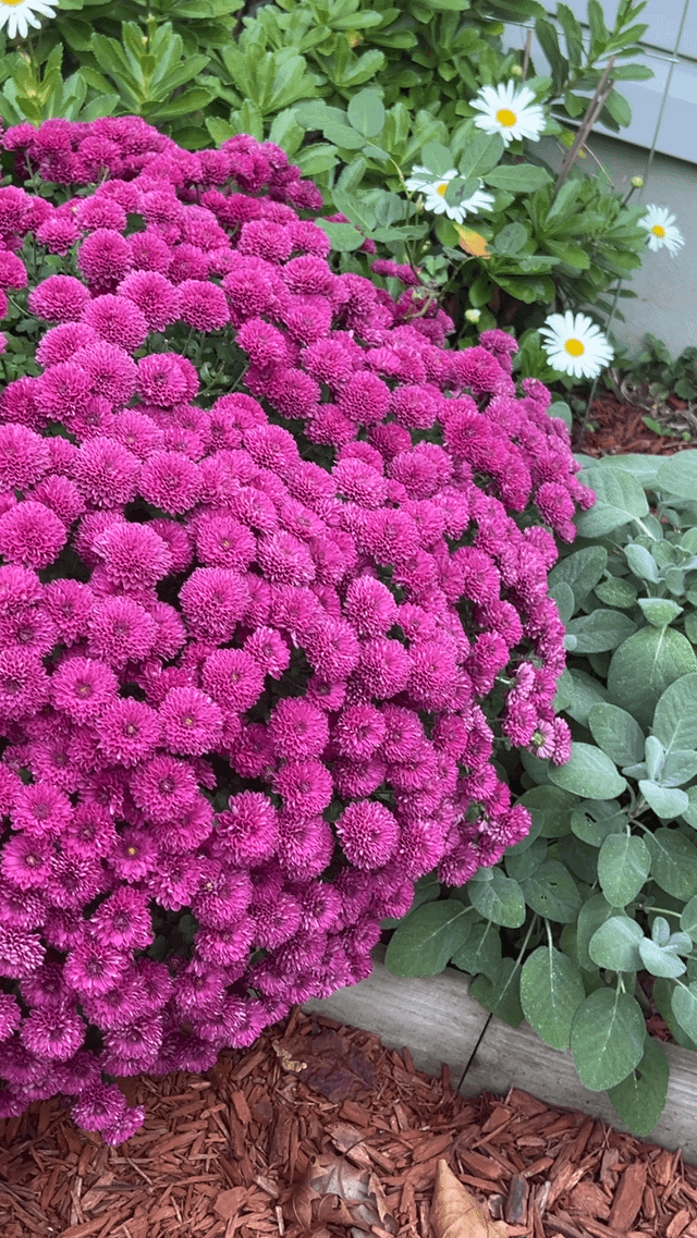 Do you also help seasonal mums establish as perennial in your garden? – Reddit Post