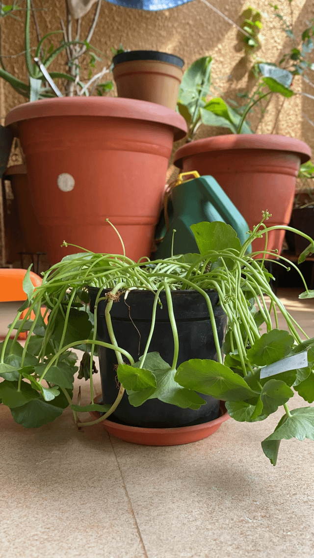 Reviving dehydrated plant. – Reddit Post