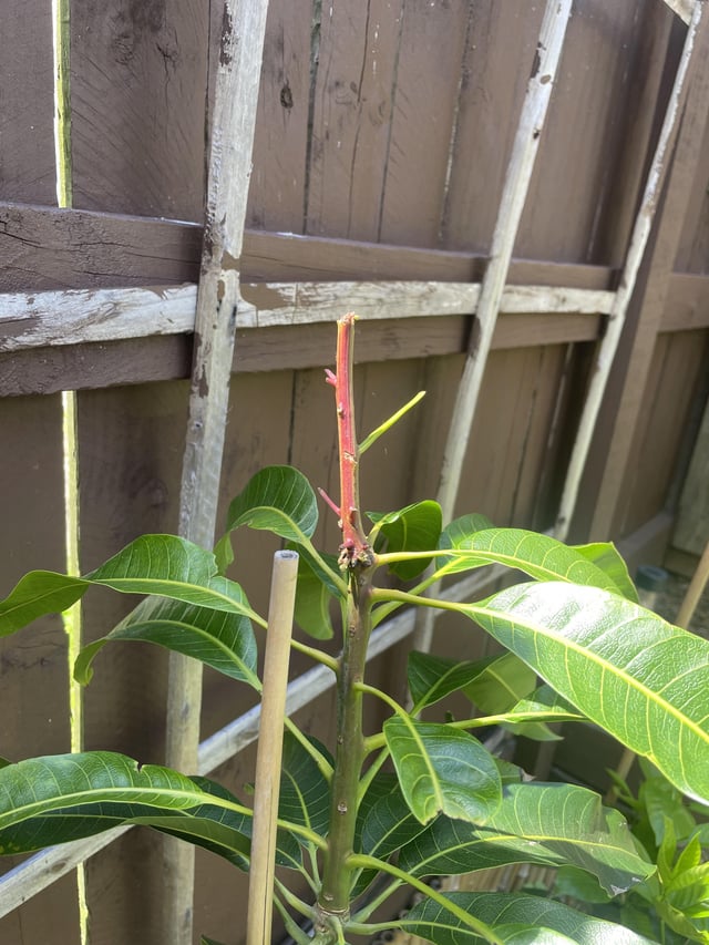Mango Tree vs Possum