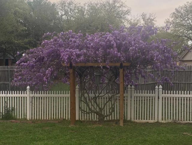 This wisteria was on a broken trellis a year ago…. removed the broken trellis and here it is now. – Reddit Post