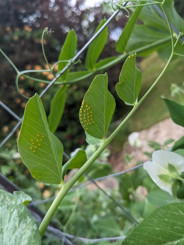 What has laid these eggs on my snow peas?