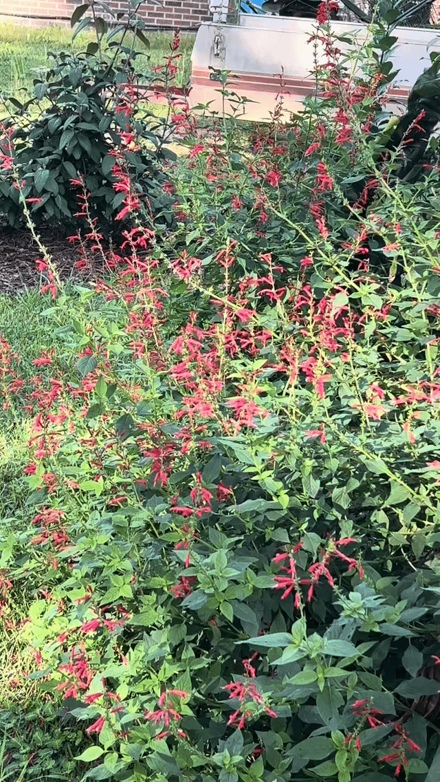 Pineapple Sage, Salvia elegans, is LOADED with pollinators. Never seen so many on one plant. – Reddit Post