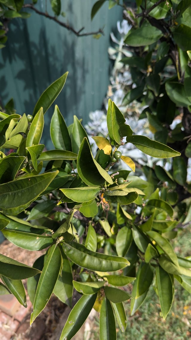 Why do these baby limes keep falling of my lime tree instead of growing?
