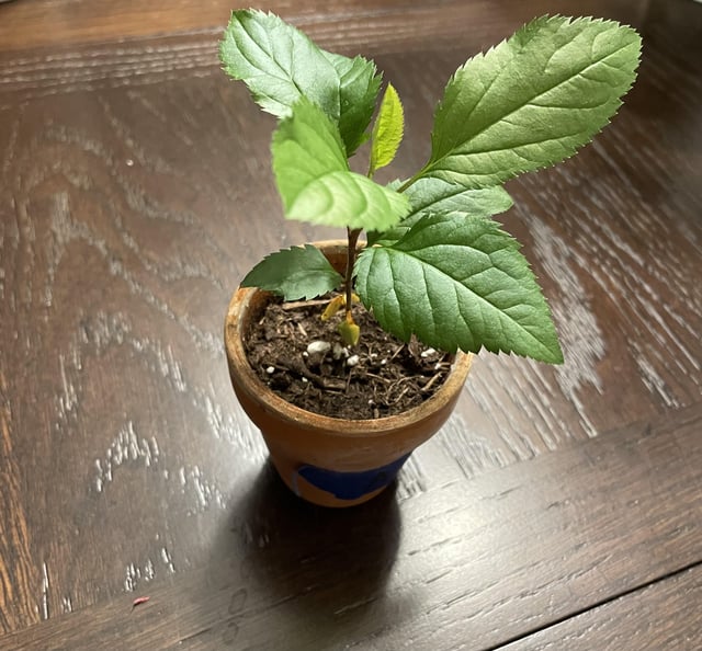 Should I move this apple sprout to a bigger pot yet? – Reddit Post