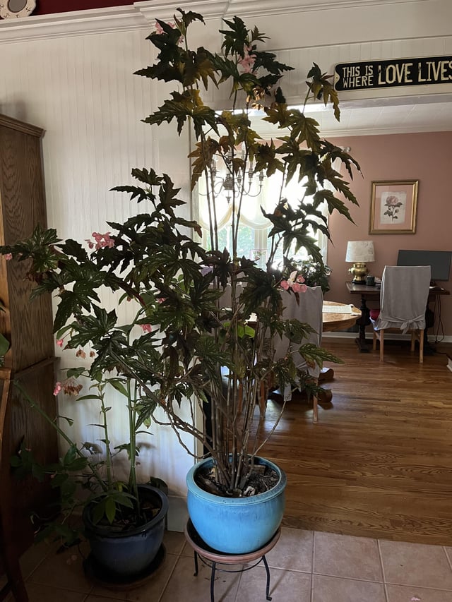My MIL’s Massive Star Begonia – Reddit Post