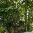 Is this a rhus tree?