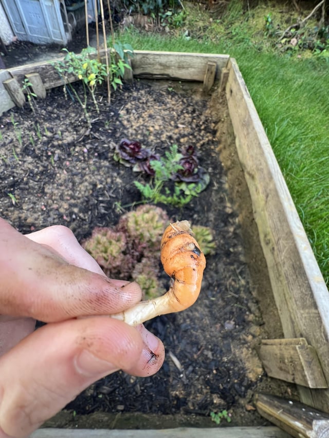 My first ever carrot! – Reddit Post