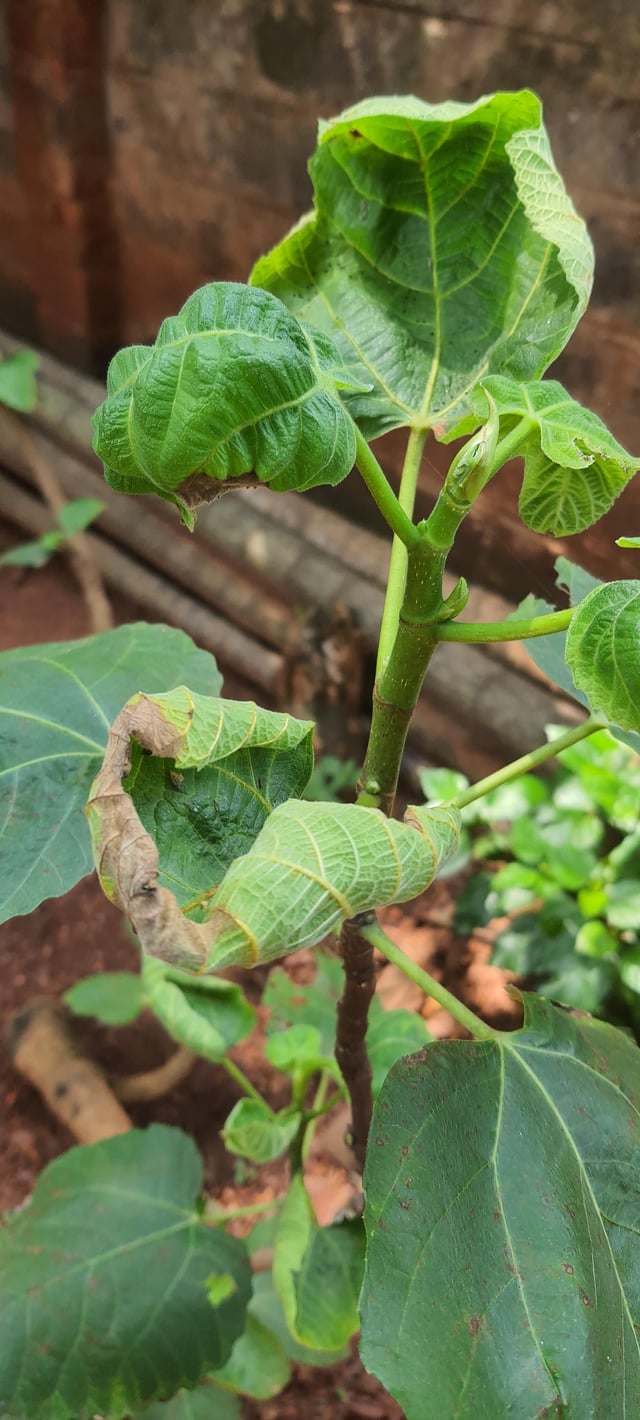What is wrong with my fig plant, fresh leaves keep curling, please advise treatment – Reddit Post