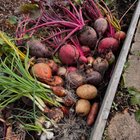 A surprise harvest! Found some beetroots, onions, and tomatoes while clearing out a few beds last week. A few tasty treats! – Reddit Post