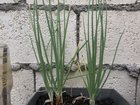 Hi, are these spring onions ready for harvesting? – Reddit Post