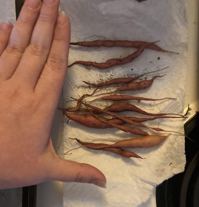 Sweet potato harvest – Reddit Post