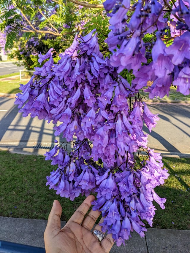 Jacaranda flowers from Brisbane, AU – Reddit Post