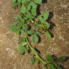Plant (weed) Id