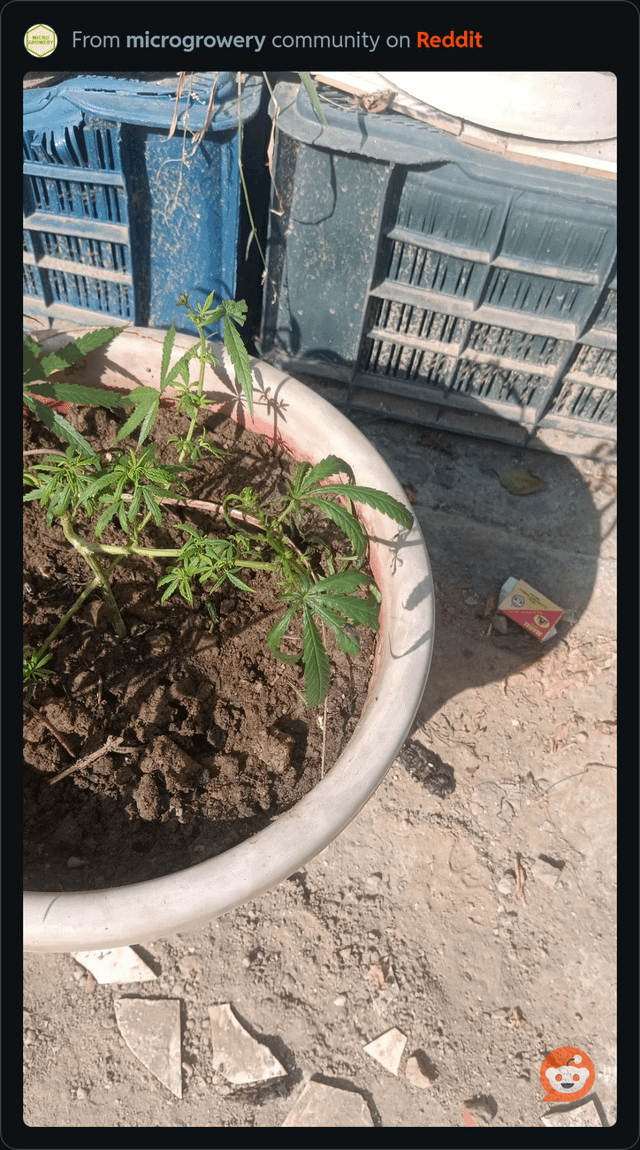 CANNABIS GROW ISSUES PLEASE HELP – Reddit Post