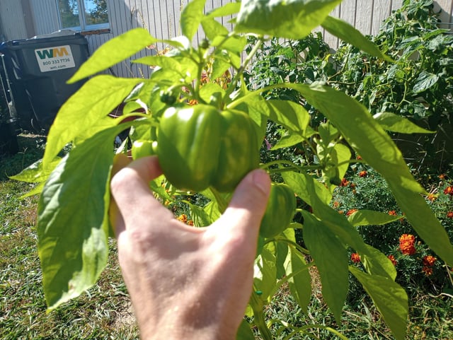 Why my peppers stall – Reddit Post