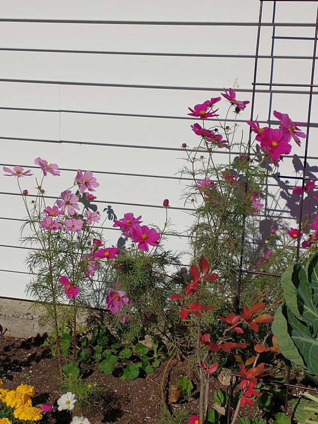 October cosmos – Reddit Post