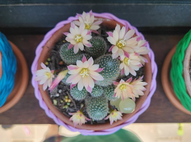 Happy little cacti – Reddit Post