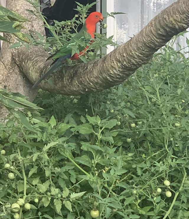 Female King Parrot sharing our tomatoes – Reddit Post