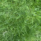 What grass is this?