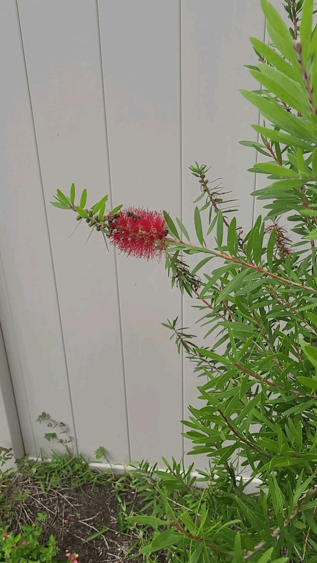 Bees love Bottle Brush. Who loves bees? – Reddit Post