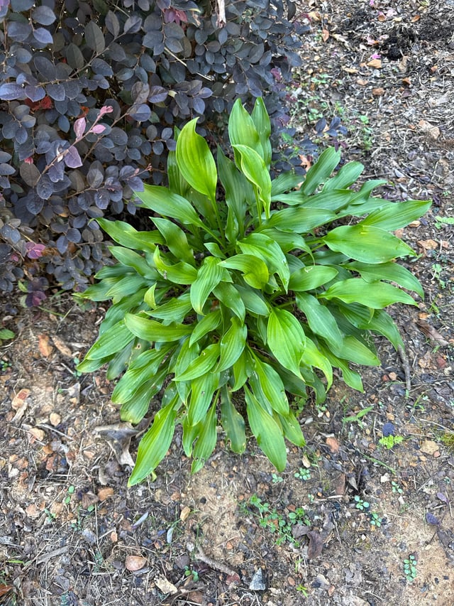 Does anyone know what this is? – Reddit Post
