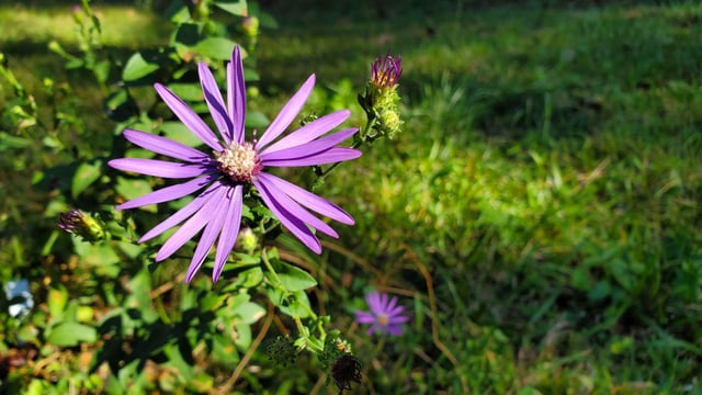 The disappearing Georgia Aster – Reddit Post