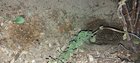 What animal would dig up a wasps nest? – Reddit Post