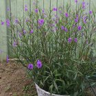 Neighbor’s petunias reaching over the fence to say hi to mine – Reddit Post