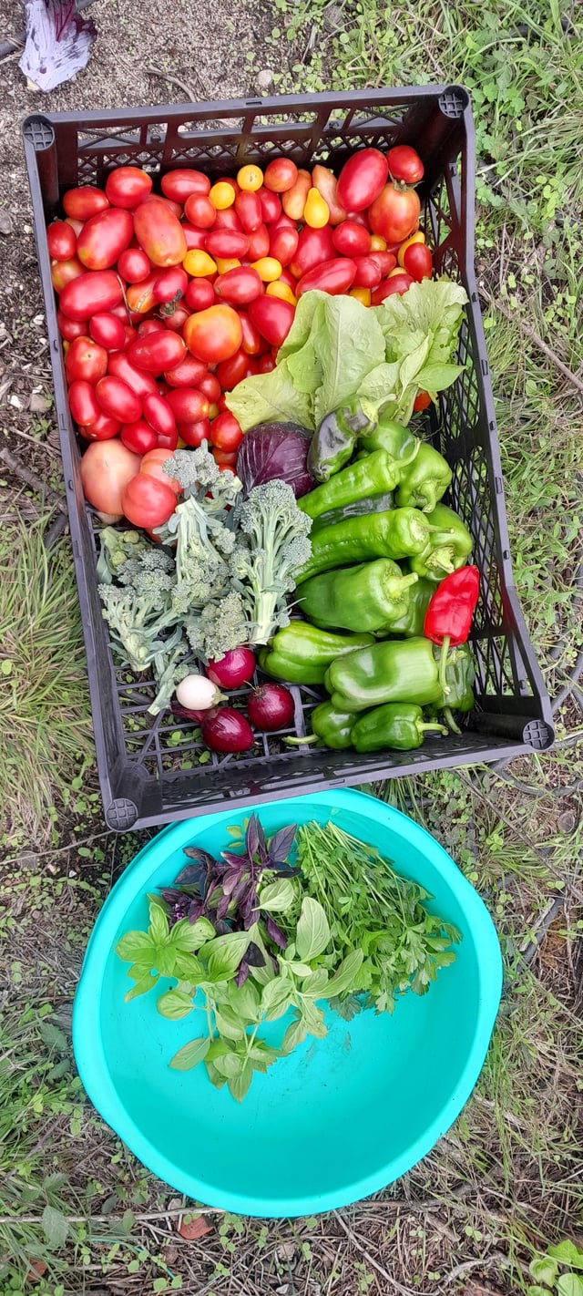 My harvest yesterday – Reddit Post