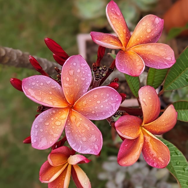 Frangipani flowers – George Brown is the variety – Reddit Post