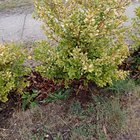 Very sad Japonica boxus