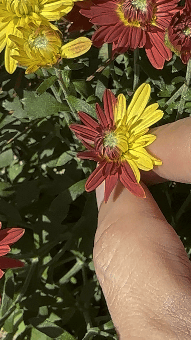 Split color – Reddit Post