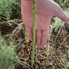 Asparagus and Artichokes! – Reddit Post