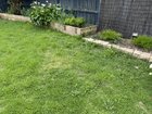 What is this in my lawn?