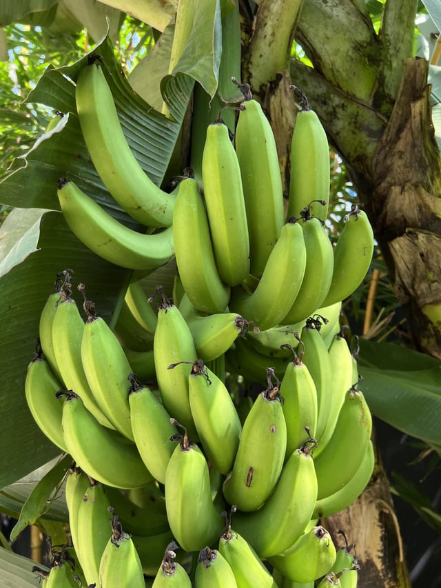 My bananas are not ripening! – Reddit Post