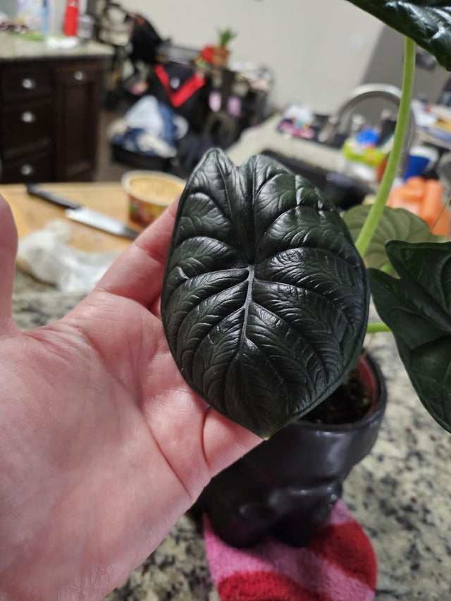 ID? – Reddit Post