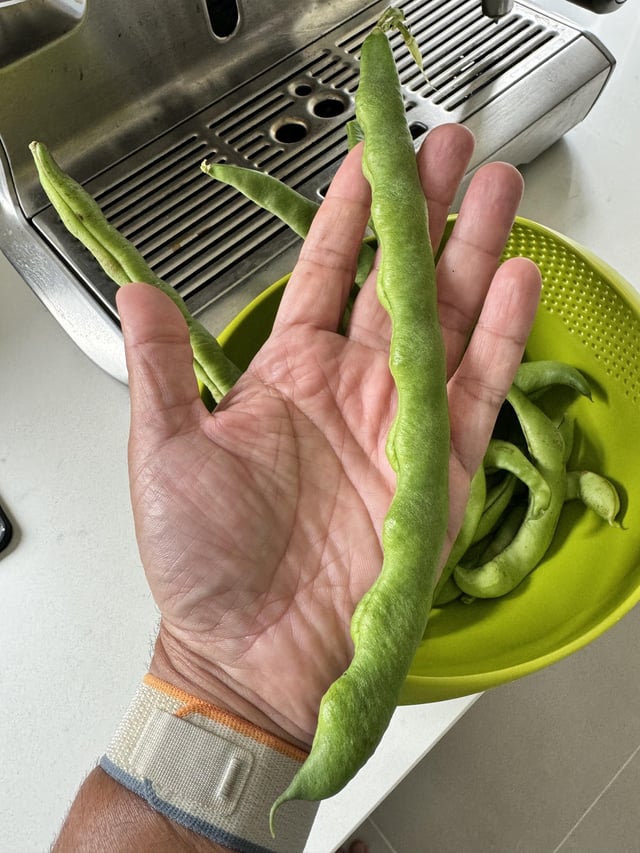 Went away on holidays and forgot to pick our green beans