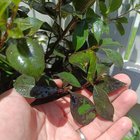 Lilypily pest/fungus?
