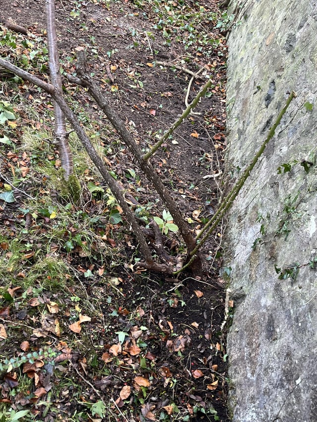 Can I dig up and move this rose?