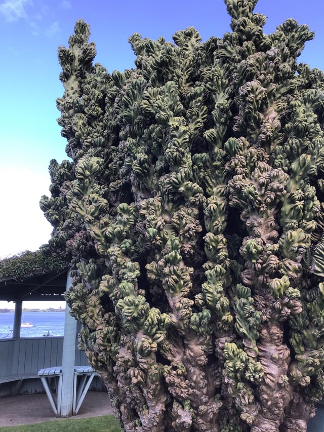 Ugliest Cactus in the world. – Reddit Post