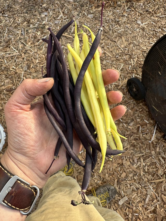 Growing a late crop of these two varieties is my new favorite for spooky season – Reddit Post
