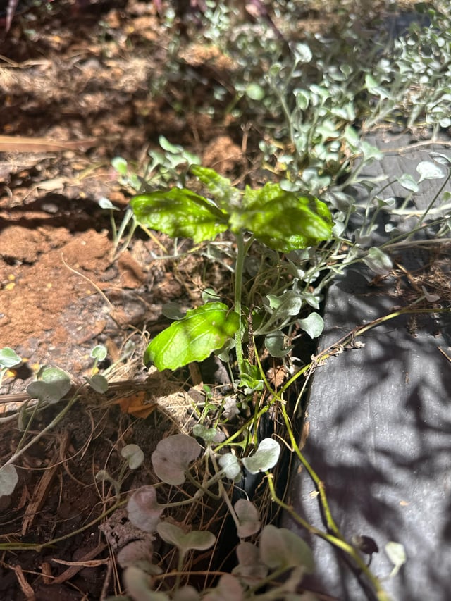 What weed is this?