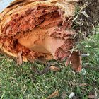 A sign the gum tree has issues?
