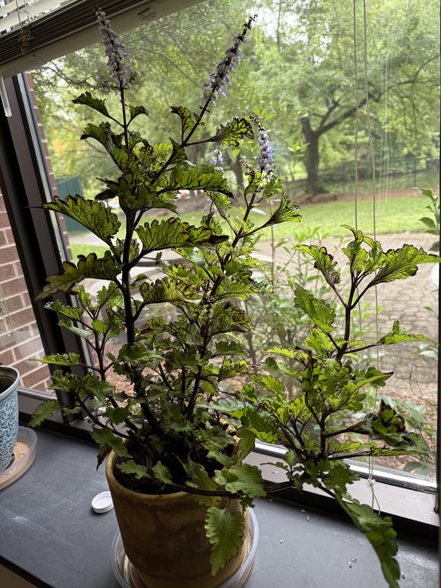 Will this survive potted? – Reddit Post