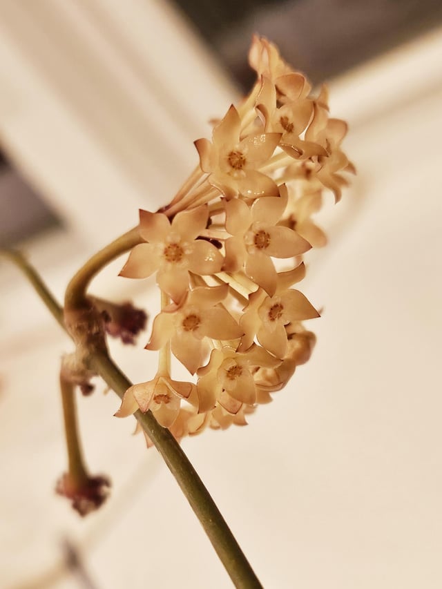 My Hoya has flowered! – Reddit Post
