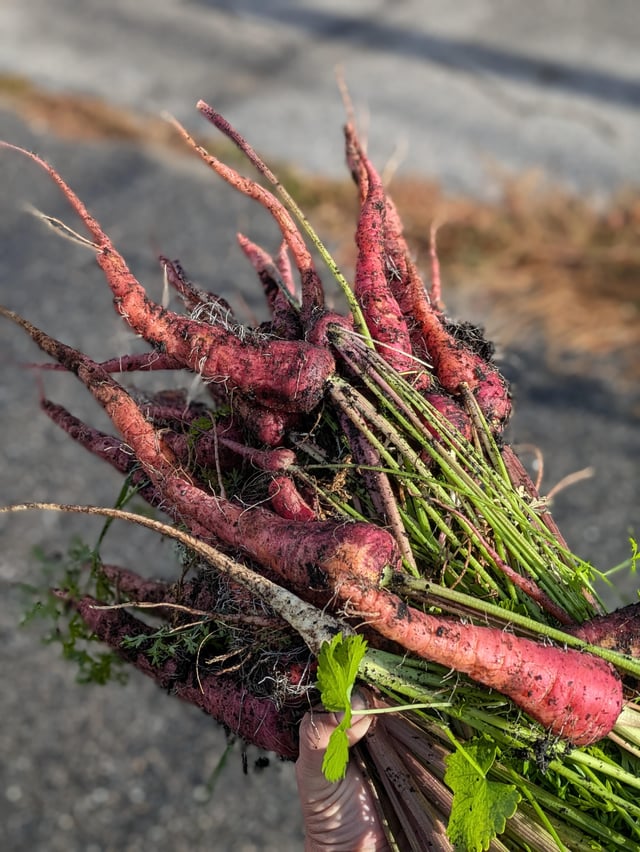Harvested my Atomic Red carrots this morning – Reddit Post