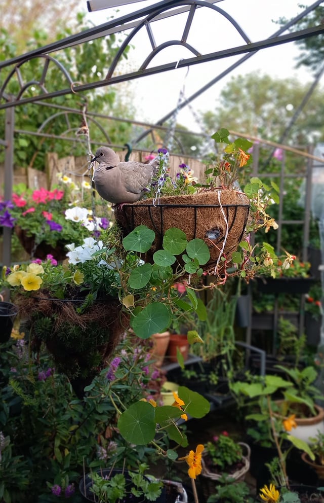 Pigeon relaxing on me hanging basket – Reddit Post